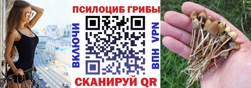 Псилоцибиновые грибы Psilocybine cubensis  Малаховка 